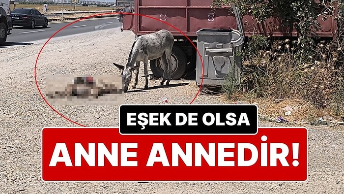 Eşek de Olsa Anne! Ölen Yavrusunun Başından İki Gün Boyunca Ayrılmadı