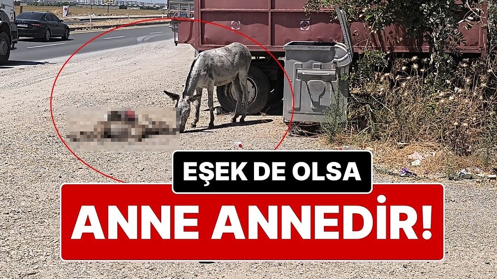 Eşek de Olsa Anne! Ölen Yavrusunun Başından İki Gün Boyunca Ayrılmadı