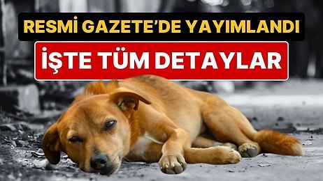 Sahipsiz Sokak Hayvanlarına Yönelik Kanun Resmi Gazete'de Yayımlandı