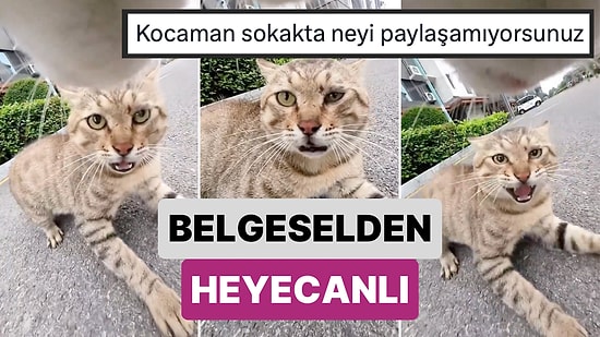 Belgeselden Heyecanlı: Bir Kedinin Tasmasındaki Kamerayla Kaydedilen Kedi Kavgasını İzlerken Gerileceksiniz