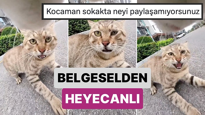 Belgeselden Heyecanlı: Bir Kedinin Tasmasındaki Kamerayla Kaydedilen Kedi Kavgasını İzlerken Gerileceksiniz