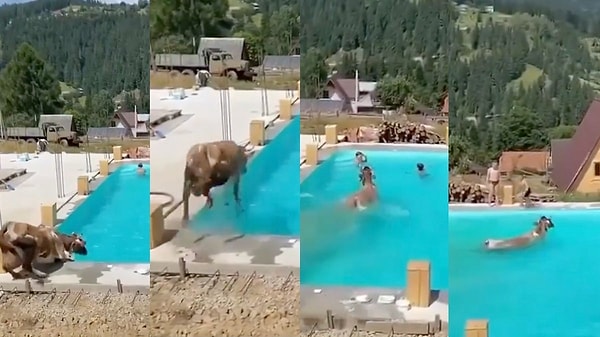 Nerede çekildiği bilinmeyen görüntülerde ormanlık alanın içerisinde bulunan havuzun yanına gelen bir inek tereddüt ederek suya yaklaştı. Bu esnada ayağı kayan inek suya doğru atladı.