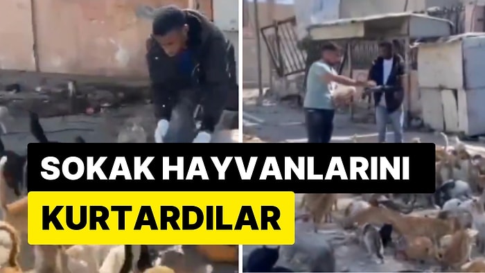 Bombalardan Kaçan Filistinliler Sokak Hayvanlarını da Yanlarında Götürdü