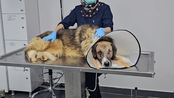 Köpeği vuran şahıs gözaltına alındıktan sonra serbest bırakıldı. Köpeğin yaşadıklarını duyan hayvansever Seda Kaya, köpeği alıp Zonguldak’taki bir veteriner kliniğine getirdi. Acil ameliyata alınan köpeğin gözü ampute edildi, burnunun arkasında da delik oluştu.