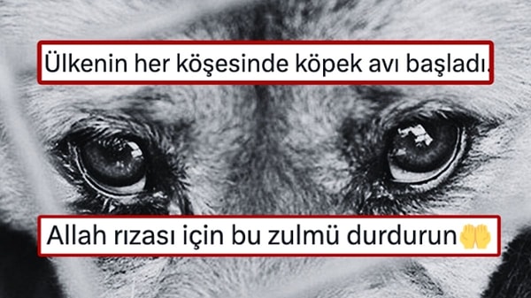 Ak Parti’nin eski milletvekillerinden Şamil Tayyar, son dönemde artan köpek ölümleri nedeniyle Cumhurbaşkanı Erdoğan’a seslendi. “Allah rızası için bu zulmü durdurun” diyen Tayyar “Kanun böyle bir zulmü öngörmese de katil ruhlu alçakları harekete geçirdi” dedi.