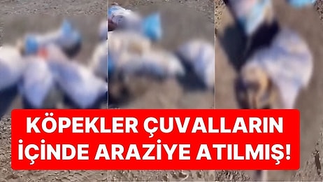 Altındağ'ın Ardından Şimdi de Edirne'de Çuvallara Doldurulmuş Köpek Cesetleri Bulundu