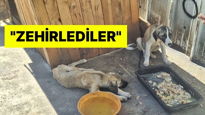 Ankara Altındağ'da Beş Köpek Daha Katledildi