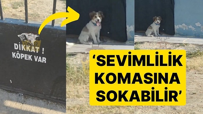 'Dikkat Köpek Var' Yazısı Arkasında Duran Köpeğin Duruşu Ürküttü! 'Sevimlilik Komasına Sokabilir'