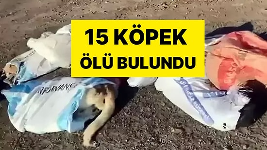 Köpekler Ölü Bulundu, 4 Şüpheli Serbest Bırakıldı