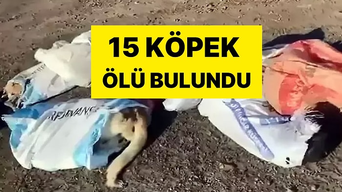 Köpekler Ölü Bulundu, 4 Şüpheli Serbest Bırakıldı