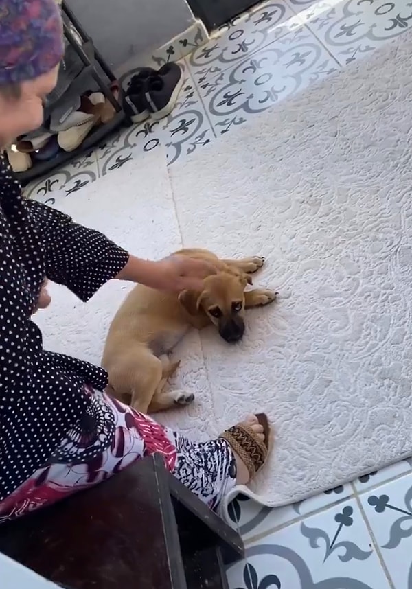 Ancak çok zaman geçmeden annesi ile köpeği sarmaş dolaş buldu.