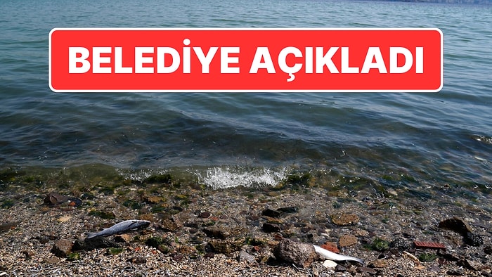 Belediye Açıkladı: İzmir’de Kötü Koku ve Balık Ölümleri Neden Oluyor?