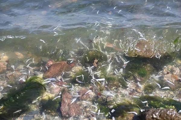 İzmir Körfez’de son günlerde artan kötü koku ve balık ölümleri dikkat çekmişti. Belediyeden yapılan açıklamada, deniz suyu sıcaklığı sebebiyle plankton patlaması yaşandığı ve bu sebeple hem kötü koku hem de balık ölümlerinin arttığı ifade edildi.