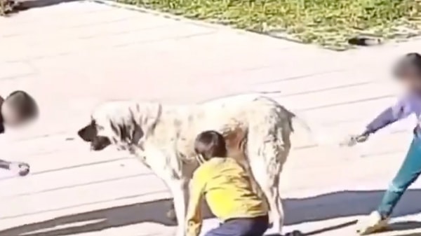 "Bazı çocuklar sandığınız kadar masum değil. Köpek onlardan kurtulmak için onları ısırsa veya tırmalasa o zaman köpek suçlu olurdu ve hemen öldürülürdü."