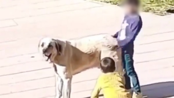 "Bu çocukların da talihsizliği sizler gibi ebeveynlere sahip olması... Anne ve baba ne ise çocuk da o olacak sonuçta..."