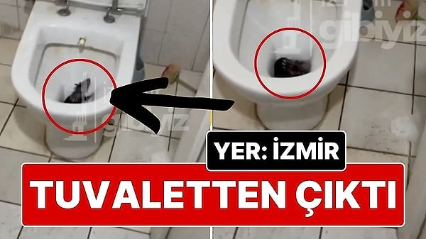 Sosyal medyada ‘@izmirgibiyiz’ hesabından yapılan video paylaşımında İzmir’de bir klozetinden içinden fare çıktığı görüldü.