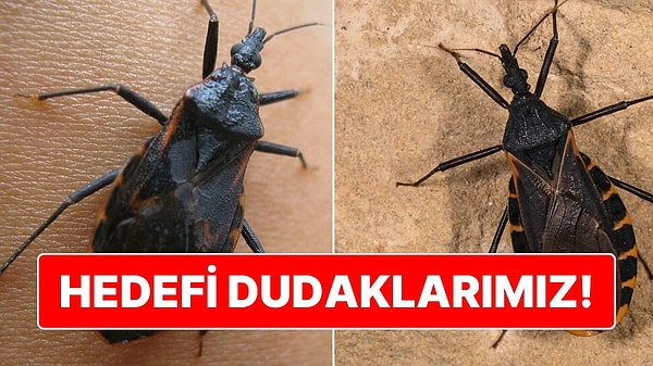 12. Gördüğünüz Zaman Kaçın: Öpücük Böceğinin Hedefi Dudaklarımız!