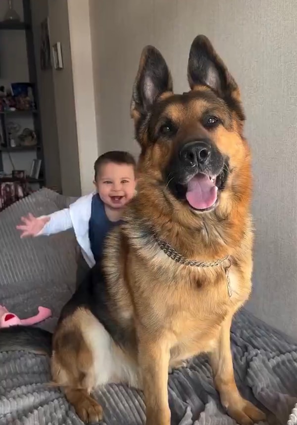 Alman kurdu köpekleriyle tatlı mı tatlı bebeklerinin videolarını paylaşan anne babaya beğeniler yağdı.