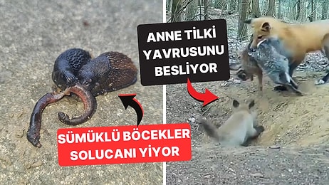 Doğanın Korkutucu Yüzünü İliklerinize Kadar Hissetmenize Sebep Olacak Birbirinden Ürkütücü 15 Yeni Fotoğraf