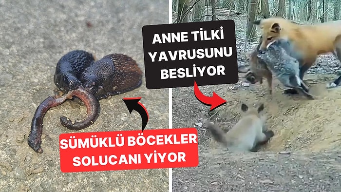 Doğanın Korkutucu Yüzünü İliklerinize Kadar Hissetmenize Sebep Olacak Birbirinden Ürkütücü 15 Yeni Fotoğraf