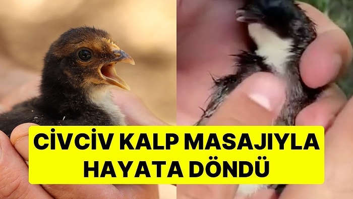 Erzurum'da Kameralar Kayıttayken Bir Mucize Gerçekleşti! Civciv Kalp Masajıyla Hayata Döndü