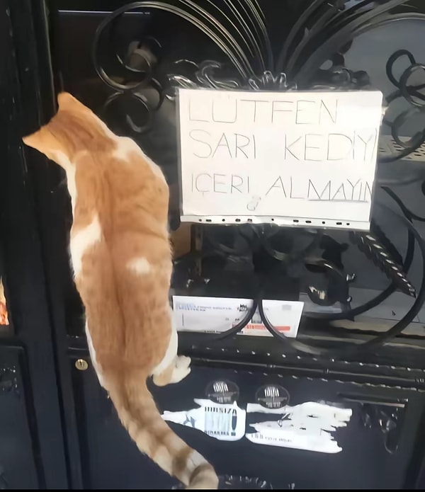 Sarı kedi pek oralı değil.