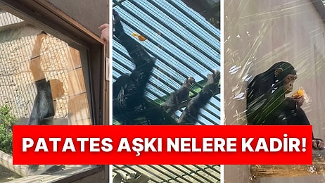 Patatesi Görünce İnsanlara Nasıl Kafese Atacaklarını Anlatan Zeka Küpü Maymun