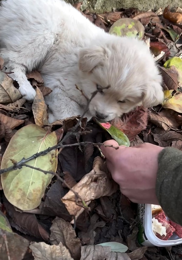 Yolda minik bir yavruyken buldukları pamuk gibi beyaz tüyleri olan dünyalar tatlısı köpeği sahiplenen içerik üreticisi paylaşımı “Onca sahipsiz köpek varken satın almayın” notuyla yaptı.