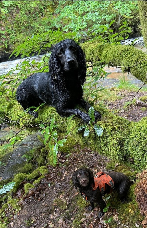 "Aslında iki köpeğin boyutu aynı"