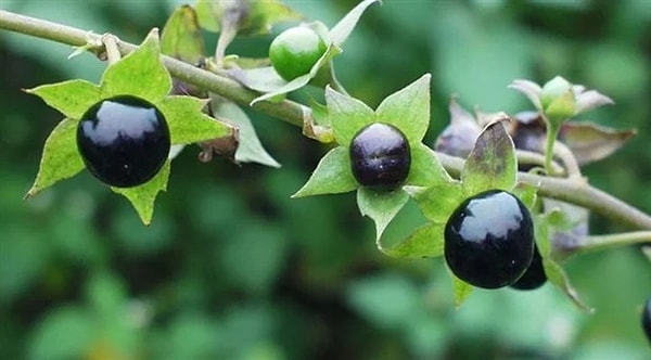 Güzel avrat otunun yanlışlıkla tüketilmesi sonucunda mide bulantısı, kusma, baş dönmesi ve ciddi zehirlenme belirtilerine yol açabiliyor.