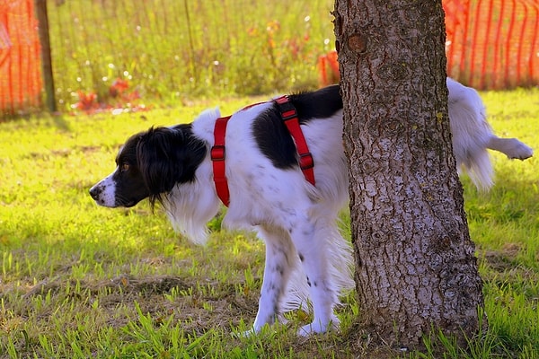 Köpeklerin idrarını yaptığı yeri "işaretlediğini" hepimiz biliyoruz. Fakat asıl önemli olan bu işaretlemeyi nasıl yaptıkları.