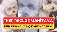 "Her Reglde Manitaya Kurulup Kavga Çıkartırken Ben": Kamera Gördüğü Yerde Çileden Çıkan Köpeğin Minnoş Anları