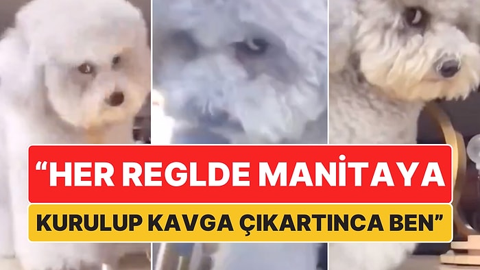 "Her Reglde Manitaya Kurulup Kavga Çıkartırken Ben": Kamera Gördüğü Yerde Çileden Çıkan Köpeğin Minnoş Anları