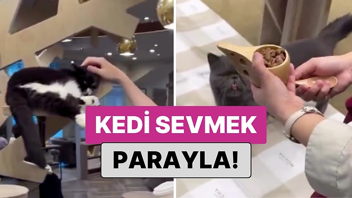 "Japonya'da Kedi Sevmek Parayla": Bir İçerik Üreticisi Kedi Sevmek İçin 400 TL Ödedi