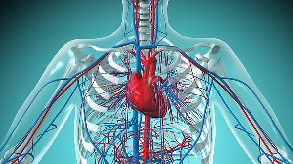 10. The human heart beats more than three billion times over an average lifetime.