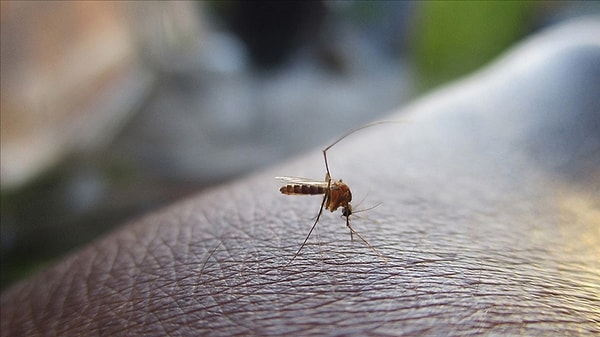 In the U.S. state of New Hampshire, a person has died due to an encephalitis virus transmitted through a mosquito bite.