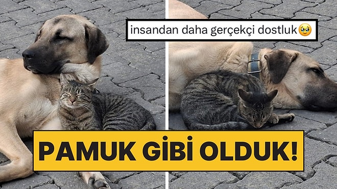 Tunceli’de Kalpler Isındı! Kedi ile Köpeğin Koyun Koyuna Yattığı Anlar