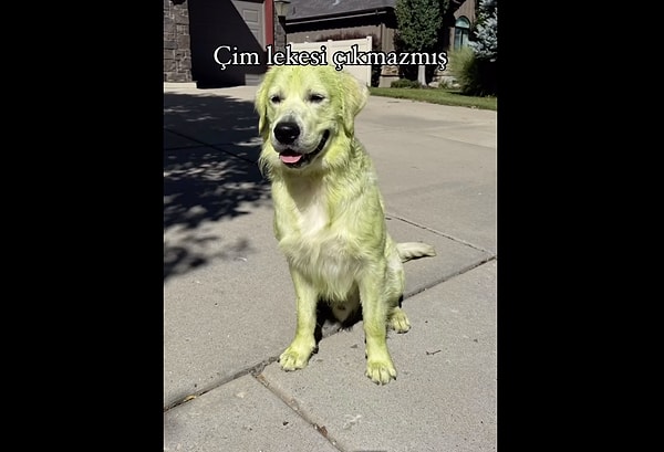 Fakat lekeler çıkmayınca hayatına yeşil bir köpek olarak devam etmek zorunda kaldı.