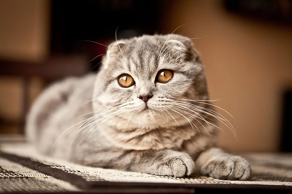 Ancak bu ortalama yaşam süresi her kedi için geçerli değil. Bazı uzun ömürlü kediler 15 yılı bile devirebilmeyi başarıyor.