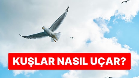 Milyonlarca Kişinin Aklındaki Soru: Kuşlar Nasıl Uçar?