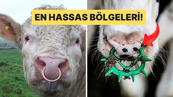 9. Boğaların Burnuna Halka Takılmasının Sebebi Nedir? Hayır, Görüntü Olsun Diye Değil!