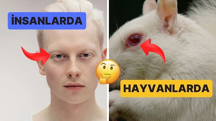 Albino İnsanlar Gayet Normal Göz Rengine Sahipken Hayvanlarınki Neden Kırmızıdır?