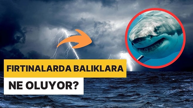 Okyanuslarda Fırtına Yaşandığında Altında Yaşayan Deniz Canlılarına Ne Oluyor?