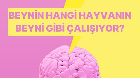 Tek Soruluk Beyin Testi: Beynin Hangi Hayvanın Beyni Gibi Çalışıyor?