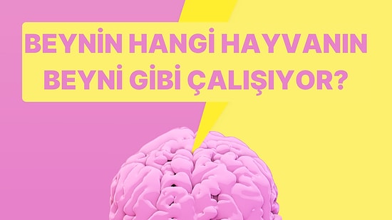 Tek Soruluk Beyin Testi: Beynin Hangi Hayvanın Beyni Gibi Çalışıyor?