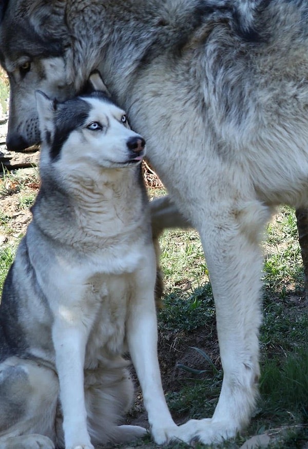 1. Normal boyutlardaki bir kurdun yanında iri bir Husky!