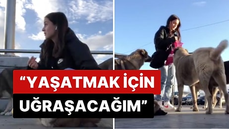 Sokak Köpeklerini Seven Genç Kızdan "Kendinize Yazık" Diyen Adama Sert Cevap