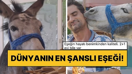 Daha Önce Hiç Evcil Eşek Gördünüz mü? Hayatının Şansı Olan Sahipleri Sayesinde 2+1 Evi Var