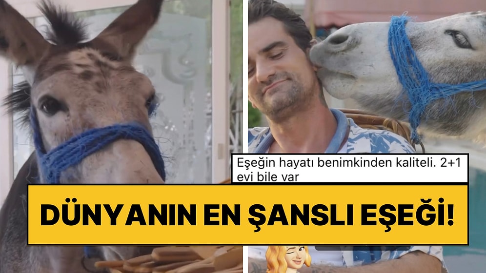 Daha Önce Hiç Evcil Eşek Gördünüz mü? Hayatının Şansı Olan Sahipleri Sayesinde 2+1 Evi Var