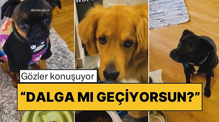 Köpeklerine Yalnızca Bir Adet Mama Vererek Tepkilerini Kayda Alan Sahipler Güldürdü: “Gözler Konuşuyor”